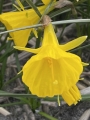 Casual Elegance Daffodil