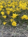 Casual Elegance Daffodil