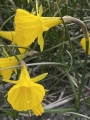 Narcissi Casual Elegance