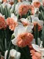 Night Life Narcissus