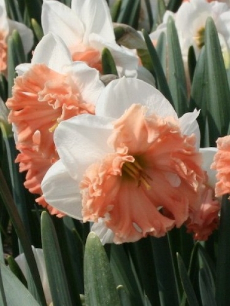 Narcissus 'Night Life'