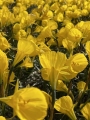 Narcissus Oxford Gold®