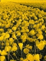 Narcissus Oxford Gold®
