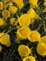 Narcissus Oxford Gold®