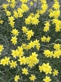 Dwarf Sabrosa Narcissus