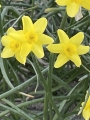 Sabrosa Narcissus 