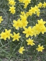 Sabrosa Narcissus