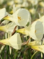 Narcissus Spoirot