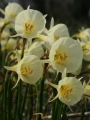 Narcissus 'Spoirot'