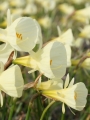 Spoirot Daffodil