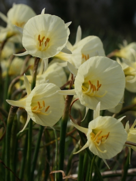 Narcissus 'Spoirot'