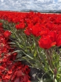 Tulip Vvedenskyi 'Bernadette'