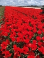 Tulip Vvedenskyi 'Bernadette'