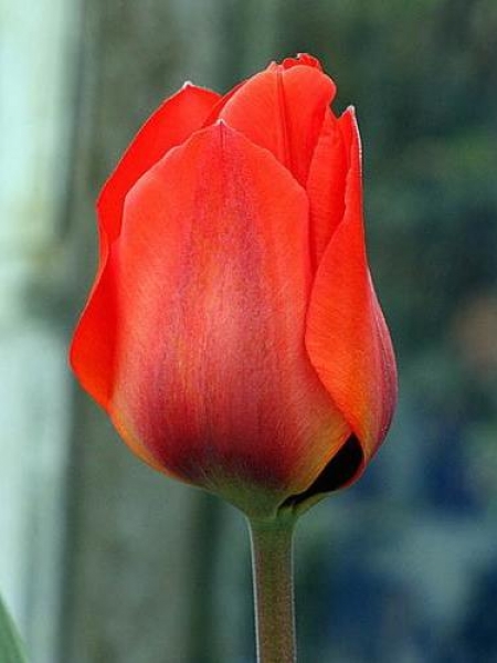 Tulip Vvedenskyi 'Bernadette'
