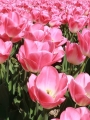 Tulip Dynasty