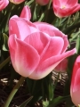 Tulip 'Dynasty'