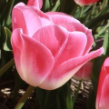 Tulip Dynasty