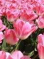 Tulip Dynasty