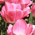 Tulip Dynasty