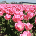 Tulip Dynasty in a field