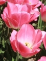 Tulip Dynasty