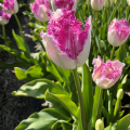 Tulip Eyelash