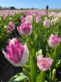 Tulip Eyelash