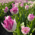Tulip Eyelash