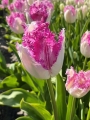 Tulip 'Eyelash'