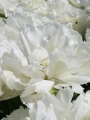 Tulip 'Grobina'