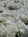 Grobina tulips
