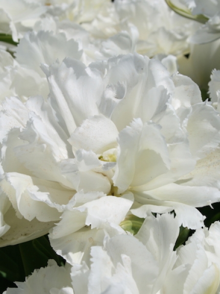 Tulip 'Grobina'