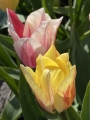 Karate triumph tulip