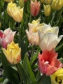 Karate colour changing tulip
