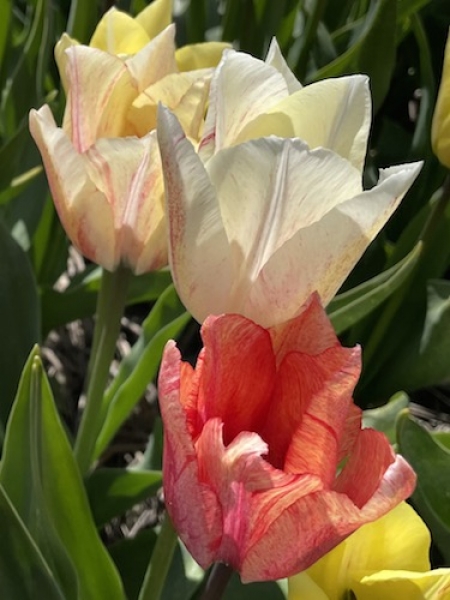 Tulip 'Karate'