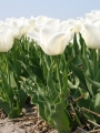 Kiwanis tulips 
