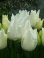 Kiwanis tulips 