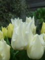 Tulip 'Kiwanis'