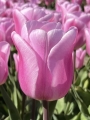 Tulip 'Synaeda Amor'