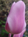 Tulip 'Synaeda Amor'