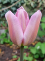Tulip 'Synaeda Amor'