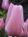 Tulip 'Synaeda Amor'