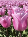 Tulip 'Synaeda Amor'