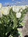 Signature Tulips