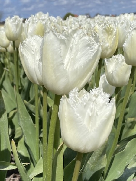 Tulip 'Signature'