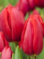 Surrender Tulip