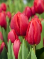 Tulip 'Surrender'