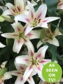 Lily 'Nymph' (Pack of 5 large Bulbs)