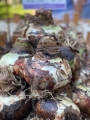Amaryllis Bulb