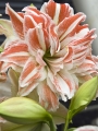 Amaryllis 'Dancing Queen'